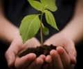 Plant A Tree & Help The Environment