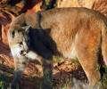 Cougar plan causes uproar among conservationists
