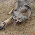 Animal Traps ~ This must END!