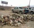 Nevada Wildlife Killing Contests