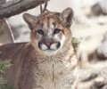 Video shows intense release of large cougar from trap