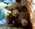 Hungry bears are a troubling consequence of epic snowpack