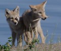 End wildlife killing contests in Nevada!