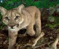Who Doesn’t Like Mountain Lions? By Don Molde