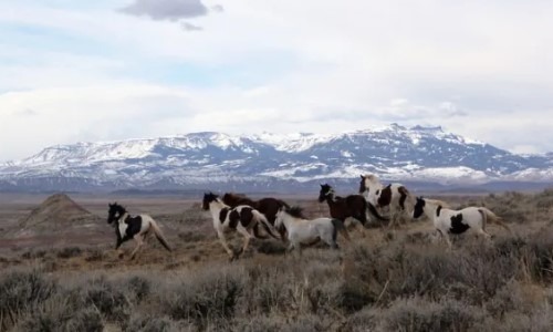 Wild Horses and Burros:  Facts versus Opinions