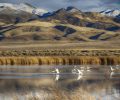 Nevada’s wildlife commission is broken. Is it beyond repair?