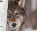 Demand immediate action for wolves by the Biden administration