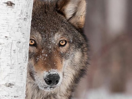 Demand immediate action for wolves by the Biden administration