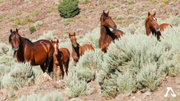 Group aims to slash wild horse and burro population by 75%