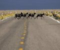 Wildlife crossings help protect Nevada’s wildlife and people