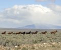 There are tens of thousands of actual wild horses in Nevada