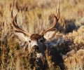 3 Nevada men convicted of using drone to poach trophy mule deer