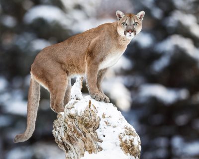 How will year-round hunting and trapping impact Utah’s mountain lions?